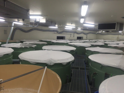 日本代購｜獺祭 日本清酒 - 純米大吟醸 磨き二割三分 720ml｜Amazon JP