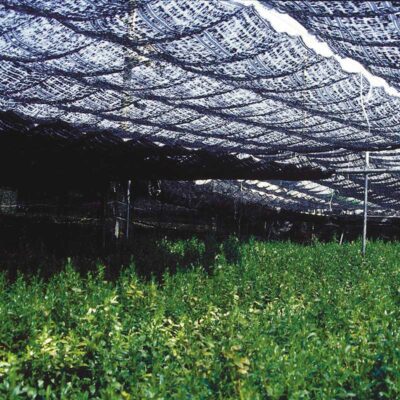 日本代購｜宇治 丸久小山園 茶葉 - 千木的白茶葉【100g袋】｜宇治 丸久小山園