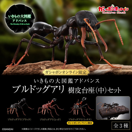 日本代購｜未知 模型 - いきもの大図鑑アドバンス 藍色鬥牛犬 樹皮台座（中）｜Parks2.bandainamco-am